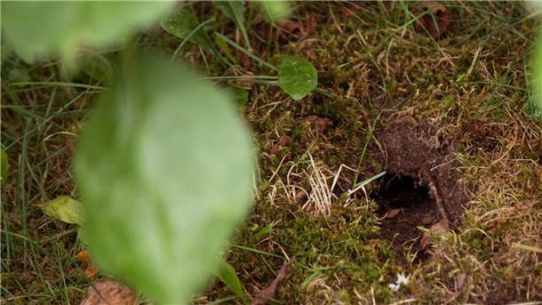 Solche Löcher im Garten sind ein Hinweis auf Wühlmäuse. Die Nager gelangen über Erdtunnel an die Wurzeln der Pflanzen.