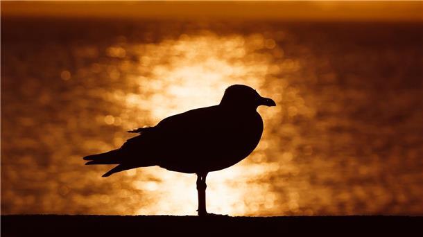 Bilder des Tages Sonnenaufgang an der Ostsee