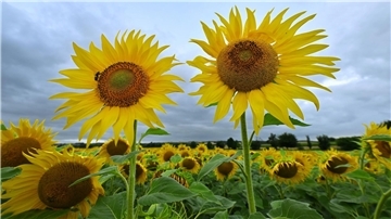 Sonnenblumen leuchten in Gelb vor dem regengrauen Himmel am Erfurter Stadtrand.