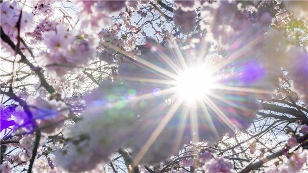Bundesamt warnt vor erhöhter UV-Strahlung am Wochenende Sonnenstrahlen scheinen durch Blüten der Winterkirsche (Higankirsche): In den nächsten Tagen droht eine intensive UV-Strahlung.