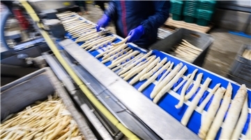 Sonniges Wetter beflügelt Spargelernte Spargel wird in einem Spargelhof in der Region Hannover sortiert.