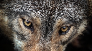Wolf: SPD-Politikerin Logemann unterstützt Schnellabschuss im Cuxland Augen eines Wolfes Blicken in die Kamera.