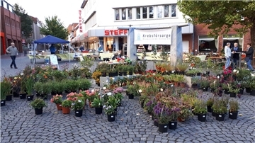 Viele Stauden stehen vor dem Gauß-Brunnen. 
