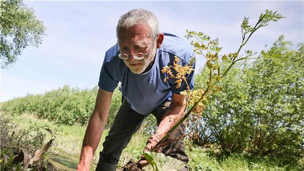 Staudengärtner Martin Beckers pflanzt Schierlings-Wasserfenchel in einem Priel an der Tideelbe bei Howe.