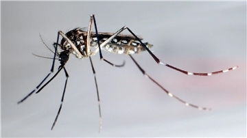 Stechmücken der Art „Aedes aegypti“ - auch Gelbfiebermücken genannt - können den Erreger übertragen, der das Denguefieber auslöst.