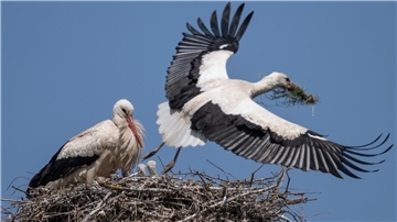 Zwei Weißstörche in einem Nest: Einer sitzt mit Küken, der andere fliegt mit Nistmaterial im Schnabel heran, blauer Himmel im Hintergrund.