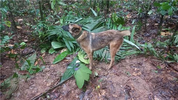 Suchhund Ulises hat einen behelfsmäßigen Unterschlupf gefunden, den die vermissten Kindern offenbar gebaut haben.