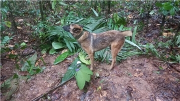 Suchhund Ulises hat einen behelfsmäßigen Unterschlupf gefunden, den die vermissten Kindern offenbar gebaut haben.