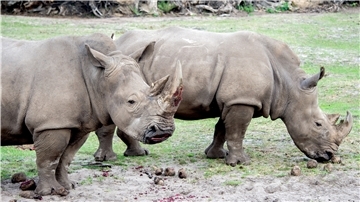 Südliche Breitmaulnashörner (Foto) als Leihmütter: Das kurz vor dem Aussterben stehende Nördliche Breitmaulnashorn soll mit Unterstützung aus Niedersachsen gerettet werden.