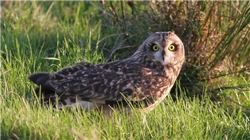 Sumpfohreule in Wiese, Thorsten Krüger, Staatliche Vogelschutzwarte