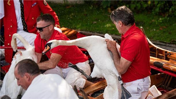 „Swan Upping“ auf der Themse.