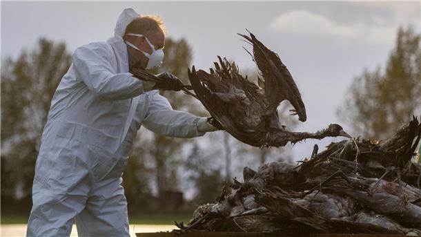 Gefährliche Vogelgrippe im Landkreis Cuxhaven bestätigt Szenen, wie sie etwa in Brandenburg in den vergangenen Tagen schon zu sehen waren, drohen jetzt auch im Landkreis Cuxhaven.