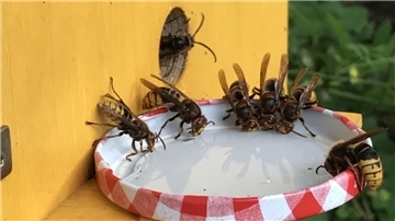 Warum sich dieser Bremerhavener Hornissen in den Garten holt Hornissen