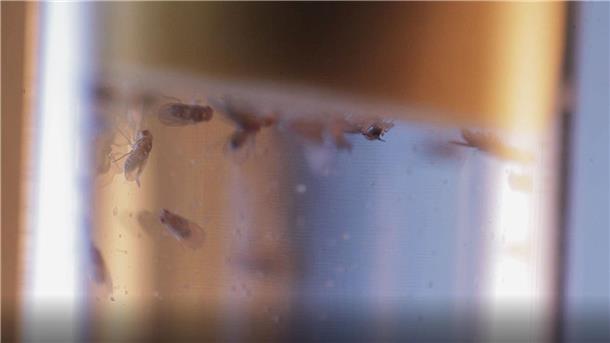 Ticken wir wie Fruchtfliegen? Im Schlaf vielleicht schon Taufliegen in einem Labor