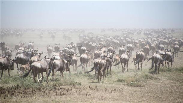 Antilopen am Weißen Nil: Gigantische Tierwanderung Tausende Gnus im Serengeti Park (Archivbild).