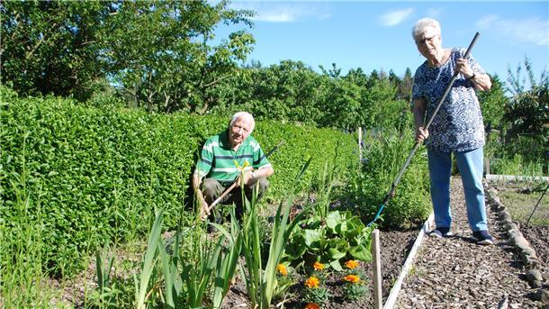 Teamwork im Kleingarten seit 50 Jahren: Erika Otto harkt den Boden zwischen Tagetes, Eisbegonien und Astern auf, Ehemann Gerhard kümmert sich um die Wildkräuter, die da wachsen.