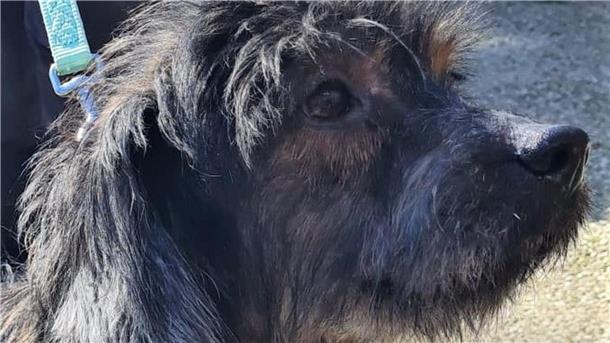 Terrier-Mix Lasse