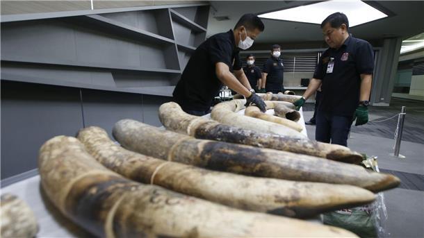 Trotz neuer EU-Vorgaben: Elfenbein-Handel geht weiter Thailändishe Zollbeamte in Bangkok mit geschmuggelten und beschlagnahmten Elefantenstoßzähne aus Nigeria.