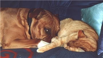 Gibt es Kampfhunde? Ein American Staffordshire Terrier und eine Katze liegen auf dem Sofa.