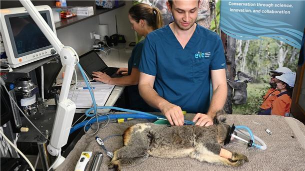 Australien lässt Impfstoff gegen tödliche Koala-Krankheit zu Tierärzte sagen, es sei traumatisch, die Folgen einer Chlamydien-Infektion bei Koalas zu sehen.