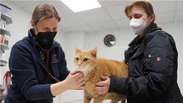 Tierärzte am Limit: Die Schattenseiten eines „Traumjobs“ Tierärztin Lone Hellwig (links) bei der Untersuchung von Kater Sammy (11). Ihm zur Seite steht Besitzerin Claudia Brenning.