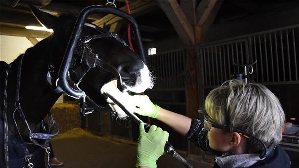 Eine Tierärztin behandelt ein Pferd mit einem Zahnschleifgerät.
