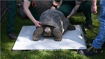 Tierpfleger legen Riesenschildkröte Leopold auf eine Waage. 