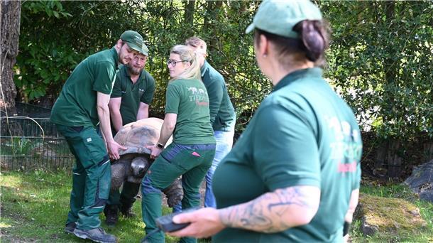 Tierpfleger tragen die Riesenschildkröte Leopold zum Gesundheitscheck. 