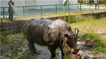 Tierpflegerin Anna Maria Brock vom Tier- und Freizeitpark Safariland Stukenbrock sprüht Nashorn Snoopy mit Wasser ab. Steht das Wohlergehen des Tiers oder das Interesse der Zoobesucher im Vordergrund?