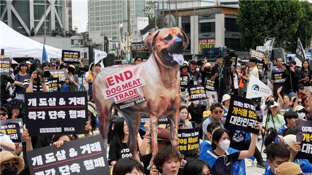 Südkorea will Verzehr von Hundefleisch ein Ende setzen Tierschützer veranstalten eine Kundgebung gegen die traditionelle Kultur des Verzehrs von Hundefleisch in Südkorea.