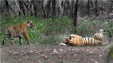 Tiger im Ranthambore-Nationalpark: In Indien wurde die Tigerjagd in den 1970er Jahren verboten.
