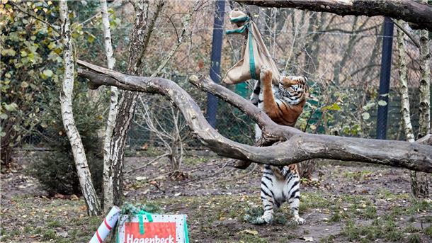 Leckere Nikolaus-Geschenke für Tigerkinder Tigermama Maruschka macht sich an einem mit Rinderfleisch gefüllten Jutesack zu schaffen.