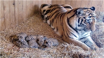 Tigermutter Stormi liegt neben ihren fünf kleinen Tigerbabys. 