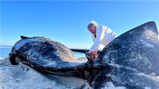 Timo Arp, Schlachter aus Jagel, zerlegt mit einer Motorsäge den Pottwal-Kadaver am Strand. Der rund 14 Meter lange Kadaver war am Wochenende (15./16.02.2025) von Muschelfischern dorthin geschleppt und gesichert worden.