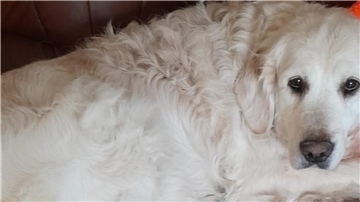 Eine weiße Hündin, Golden-Retriever.