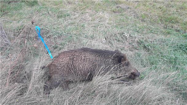 Tot aufgefundene Wildschweine sollten unverzüglich beim Veterinäramt unter 04721/66 2132 gemeldet werden. Das Bild ist nicht im Kreis Cuxhaven aufgenommen worden.