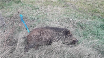 Tot aufgefundene Wildschweine sollten unverzüglich beim Veterinäramt unter 04721/66 2132 gemeldet werden. Das Bild ist nicht im Kreis Cuxhaven aufgenommen worden.