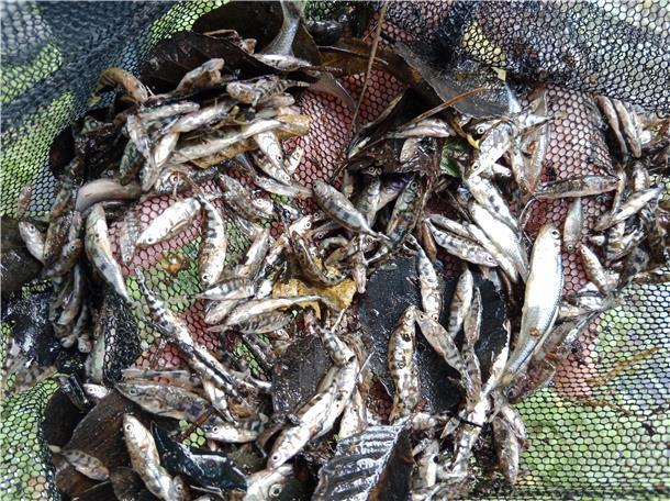 Tote Fische aus der Bade - gefangen mit einem Kescherzug.