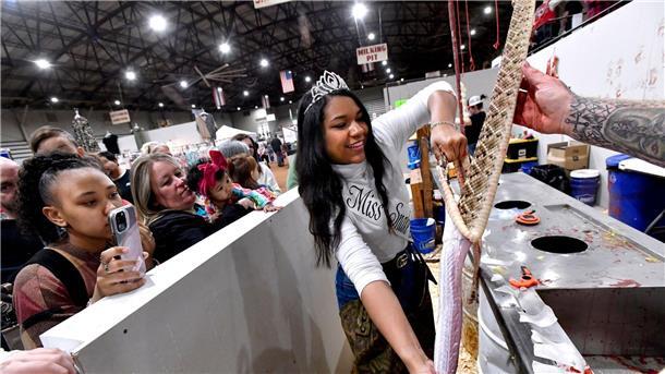 Umstrittene Klapperschlangenschau in Texas Trinity McGee, die Gewinnerin des Miss Snake Charmer-Wettbewerbs 2023, häutet eine Klapperschlange beim 65. World’s Largest Rattlesnake Roundup in den USA.