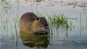 Trotz intensiver Bejagung steigt die Zahl der Nutrias überall in der Wesermarsch rasant. 90 Tiere sind im zurückliegenden Jagdjahr in den Revieren des Hegerings Nordenham erlegt worden.