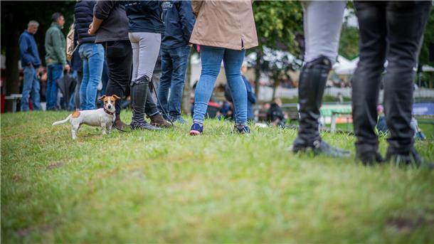 Elmloher Reitertage starten verregnet: Der Donnerstag in Bildern Elmloher Reitertage 2023 - Donnerstag. Im Bild: Trotz Regenwetter ist das Turniergelände für die Besucher noch gut erreichbar.