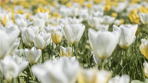 Tulpen sind Steppengeophyten. Ihre Zwiebeln sind der Überlebensgarant in heißen Sommermonaten.