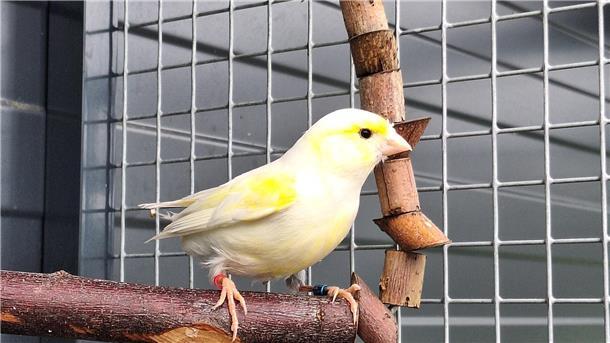 Ein kleiner gelber Vogel