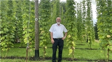 Mann vor Hopfenstangen