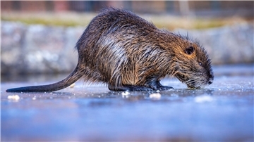 Über ein Drittel der Jagdreviere melden bundesweit ein Nutria-Vorkommenn - besonders dramatisch ist die Lage in Bremen und Hamburg (Symbolbild).