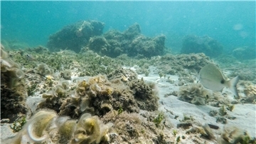 Übertroffen: Der bisherige Höchstwert der an der Oberfläche des Mittelmeers gemessenen Temperatur stammte aus dem Jahr 2003.
