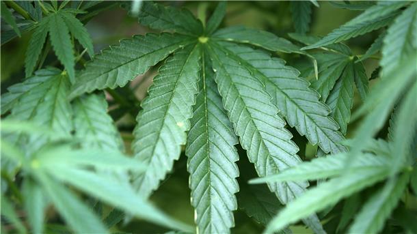 Um den illegalen Anbau von Cannabis-Pflanzen in einer Indoor-Plantage an der Bremer Straße in Zeven dreht sich ein Prozess in Zeven.