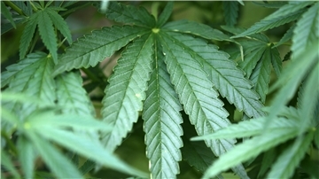 Um den illegalen Anbau von Cannabis-Pflanzen in einer Indoor-Plantage an der Bremer Straße in Zeven dreht sich ein Prozess in Zeven.