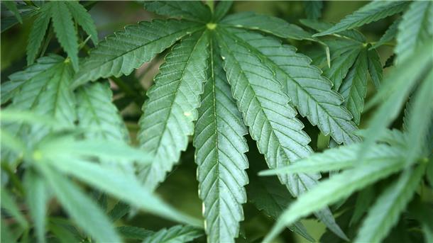 Um den illegalen Anbau von Cannabis-Pflanzen in einer Indoor-Plantage an der Bremer Straße in Zeven dreht sich ein Prozess in Zeven.