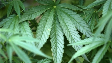 Um den illegalen Anbau von Cannabis-Pflanzen in einer Indoor-Plantage an der Bremer Straße in Zeven dreht sich ein Prozess in Zeven.